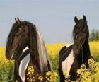 Δύο άλογα μεταξύ τα λουλούδια